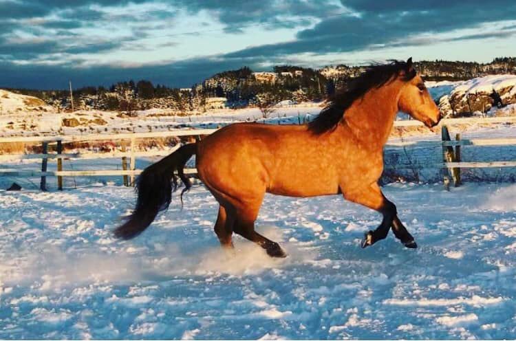 Cavallo hoof boots for laminitis, snow, vet recommended