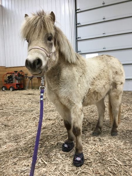 Cavallo Hoof Boots for ponys and minsi with laminitis, founder, and tender hooves