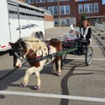 Pony pulling carriage wears colorful Cavallo hoof boots, showcasing quality equine gear for horse care and protection.