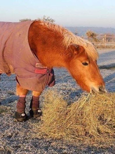 Cavallo Hoof boots for Winter laminitis and tender hooves