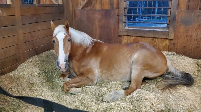 Cavallo Hoof Boots for Laminitis and Founder