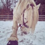 White horse wearing Cavallo hoof boots in snowy paddock, showcasing equine gear for winter horse care.