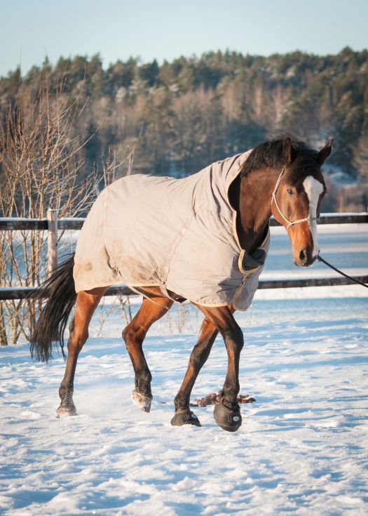Cavallo Horse Hoof Boots in the Snow and Winter, with Studs for ice 