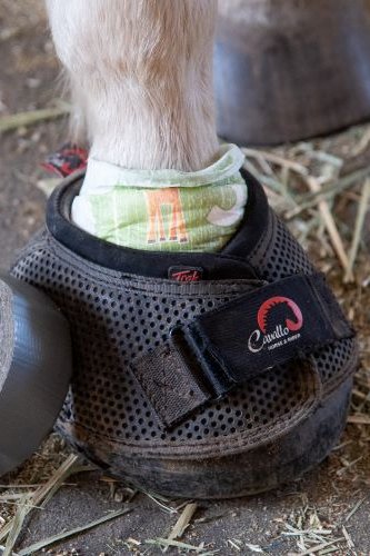 Cavallo Horse Boots for Abscesses, Thin Soles, Laminitis, Founder, Navicular Disease, and Rehab 