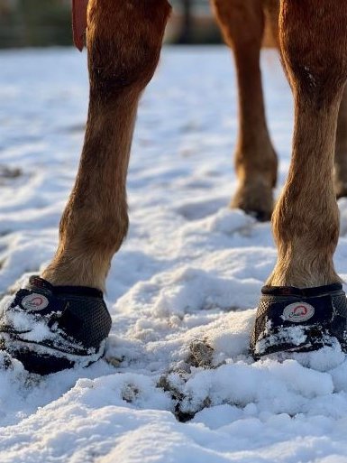Using Cavallo Hoof Boots to ease Winter Laminitis