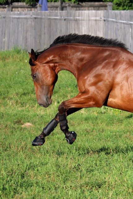 Protection over boots for shod horses in turnout, barefoot and bell boot alternatives 