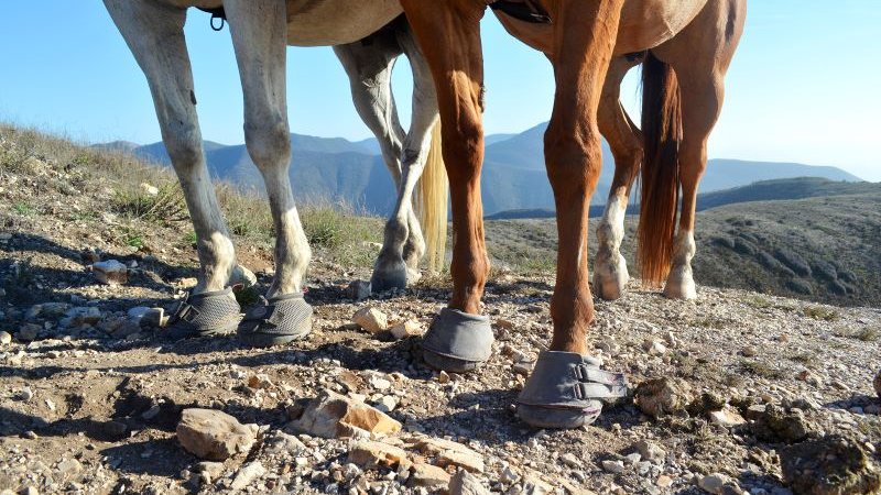 Horses wearing Cavallo hoof boots on rocky terrain, showcasing durable equine gear for hoof protection and care.