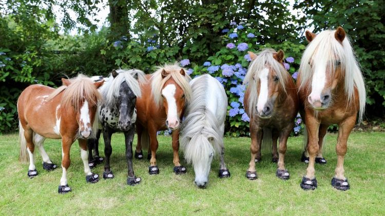 Cavallo Mini Horse Hoof Boots