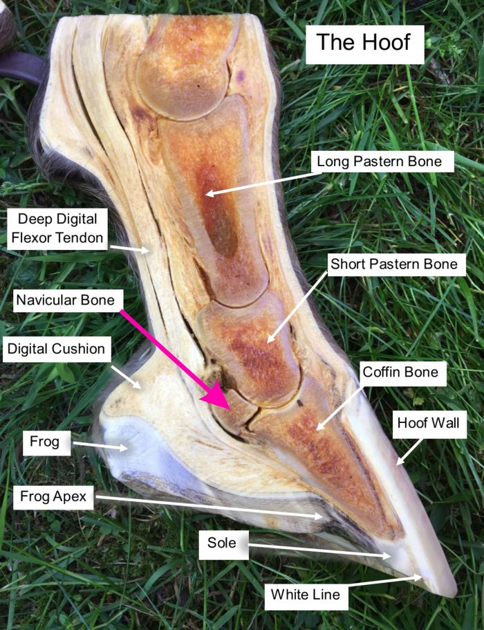 Horse hoof anatomy diagram highlighting key structures, essential for Cavallo hoof boots fitting and equine care.
