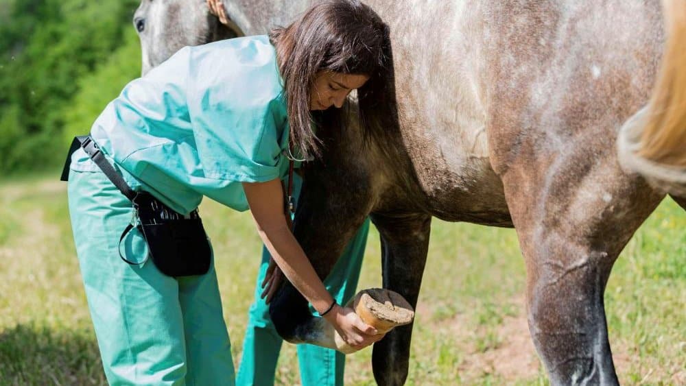 Cavallo Hoof Boots for Horse Navicular rehab, therapy, and recovery 