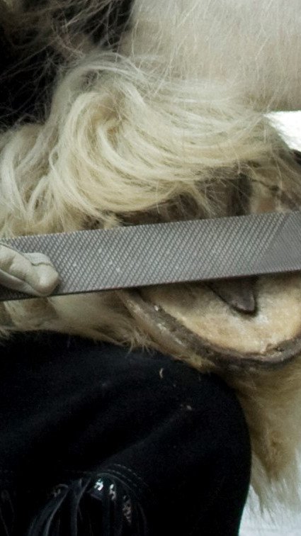 Cavallo Horse Barefoot Hoof trimming 