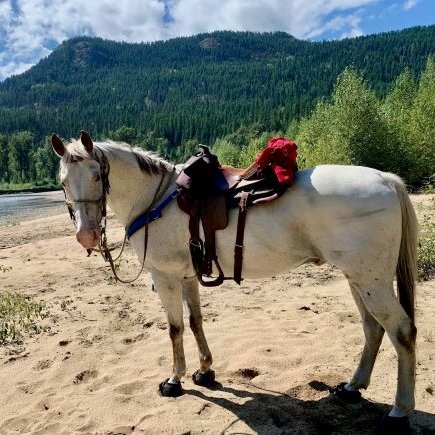 White horse wearing Cavallo hoof boots and saddle, standing on a sandy trail by a forested hill, ideal for equine adventures.