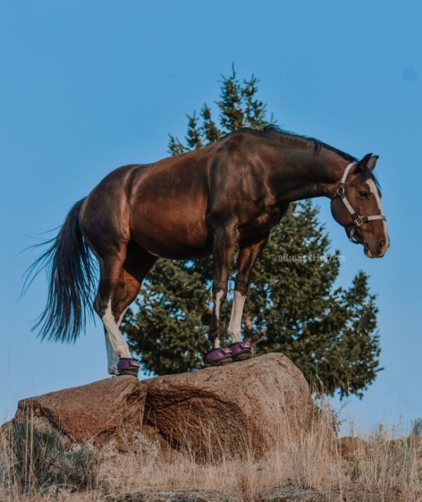 Purple Trek Boots - @bigskyhooves Paige Stracener