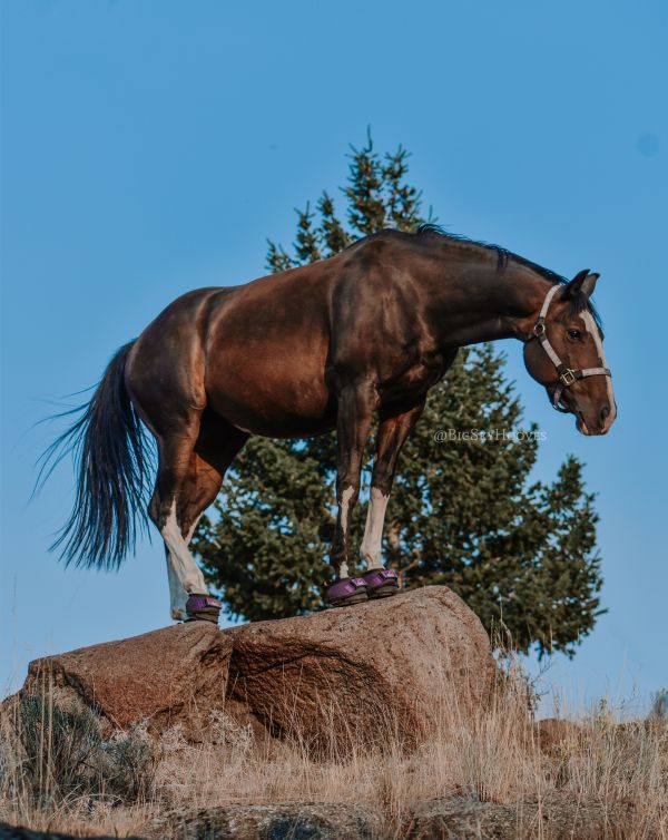 Paige Strancene @bigskyhooves