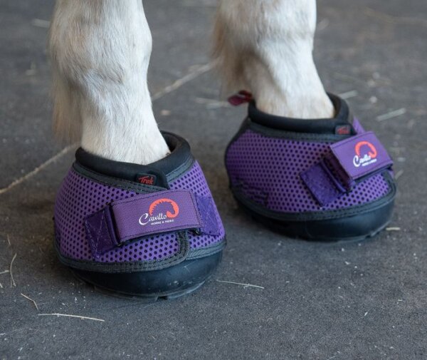 Cavallo Purple Trek on Tucker & Trubee