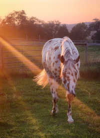 Horse Shoes and Protection for Thin Soles, laminitis, arthritis, and more