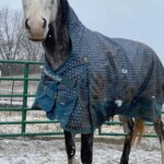 Horse wearing Cavallo hoof boots and a blue winter blanket, standing in snow; equine care gear for cold weather.