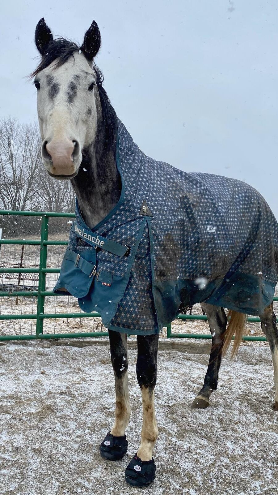 Horse wearing Cavallo hoof boots and a blue winter blanket, standing in snow; equine care gear for cold weather.