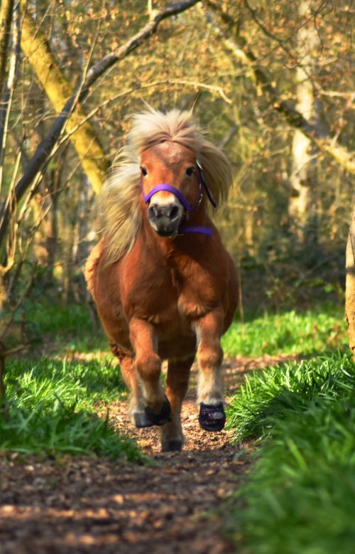 Cavallo Hoof Boots for minis with laminitis, ring bone, laminitis, founder, arthritis and more
