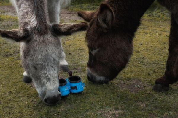 Donkeys checking out Cavallo LEB Donkey hoof boots