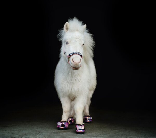 Pink-CLB-Boots-Buttercup-at-SOUL-Harbour-Ranch-Photo-by-Amanda-Marscin-Painted-Leaf-Photography