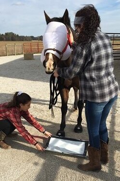 The science behind cavallo Hoof Boots - Western Kentucky University