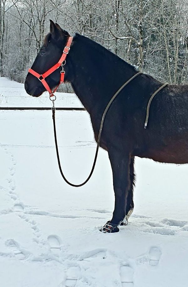Cavallo Hoof Boots for Arthritis