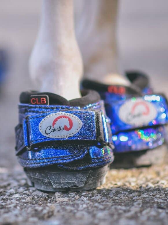 CLB miniature horse shoes and laminitis, founder recovery from IR, PPID, and more!