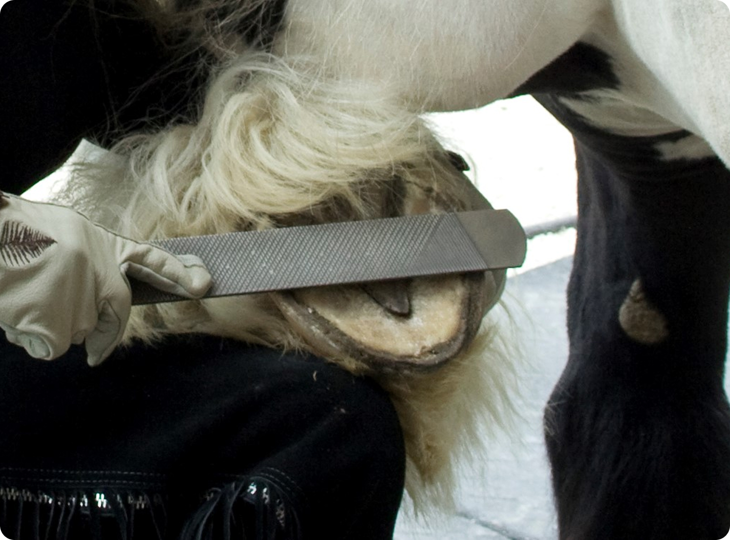Horse hoof care: filing hoof for Cavallo hoof boots fitting, essential equine gear maintenance.