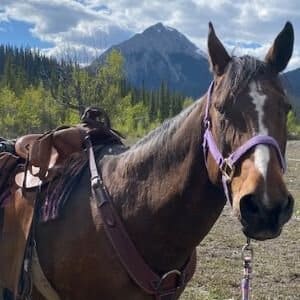 Horse in saddle, overlooking mountain, ideal for Cavallo hoof boots marketing, equine gear use, and horse care focus.