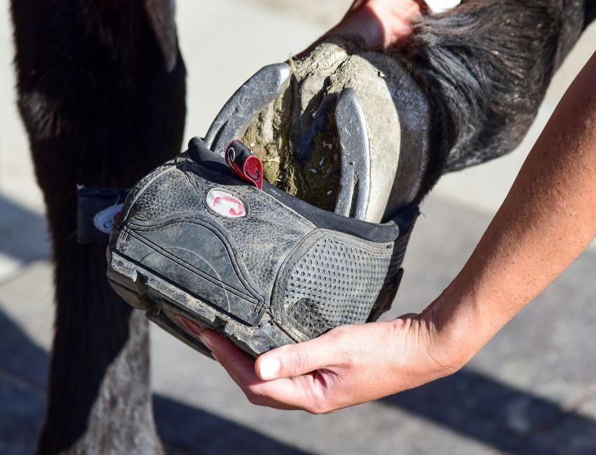 Placing Cavallo hoof boot on horse hoof, essential equine gear for hoof protection and care.