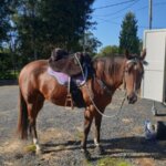 trail riding with protection from rocks, gravel, and hard ground with horse hoof boots