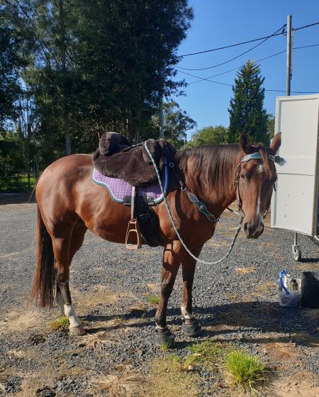 trail riding with protection from rocks, gravel, and hard ground with horse hoof boots