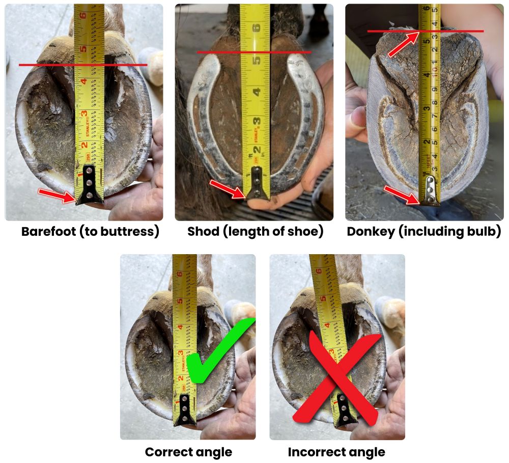 Measuring Length for Cavallo Hoof Boots - new site.