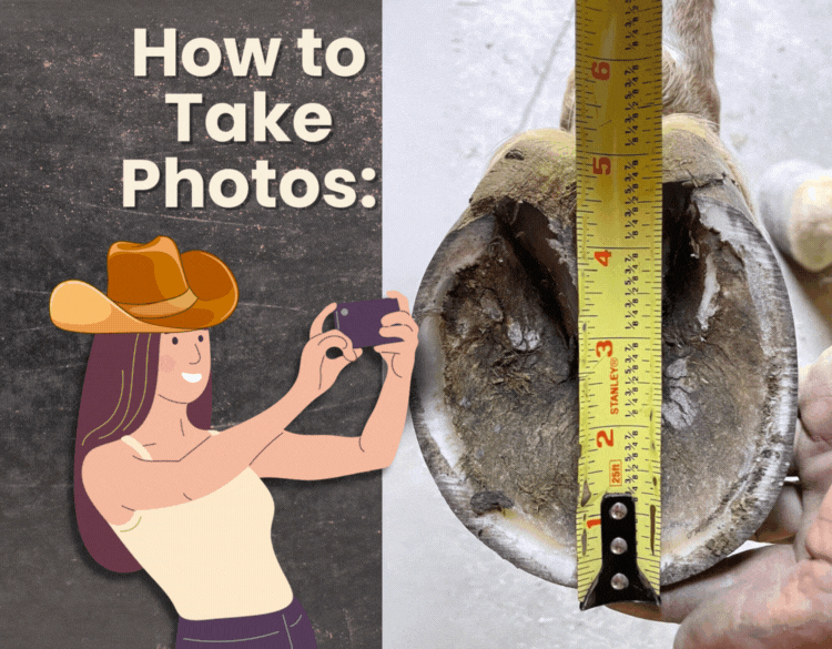 Take measuring photos for Cavallo Horse Hoof Boots