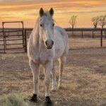 Barefoot rehab with cavallo hoof boots