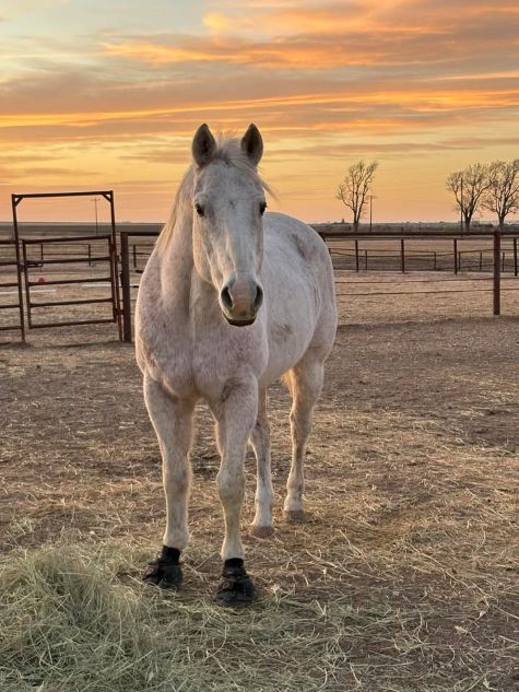 Barefoot rehab with cavallo hoof boots