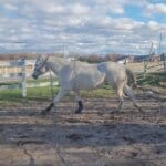rehabbing Navicular horses with cavallo hoof boots
