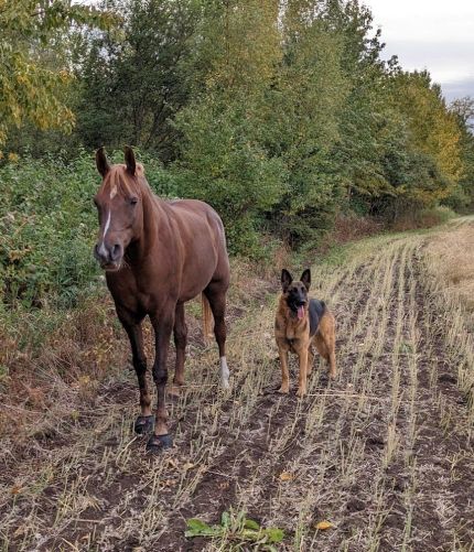 recovering from laminitis with Cavallo hoof boots for therapy and rehabilitation