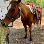 Trails, Hacking, and exploring while protected with Cavallo hoof boots