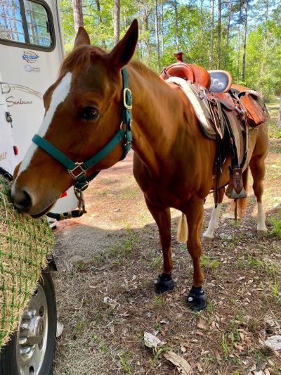 Trails, Hacking, and exploring while protected with Cavallo hoof boots