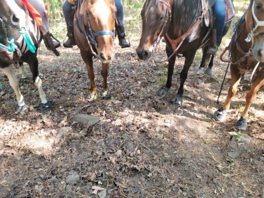 Cavallo Hoof Boots are the BEST! Every style