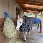 cavallo hoof boots over metal horseshoes for shod horses in muddy turnout
