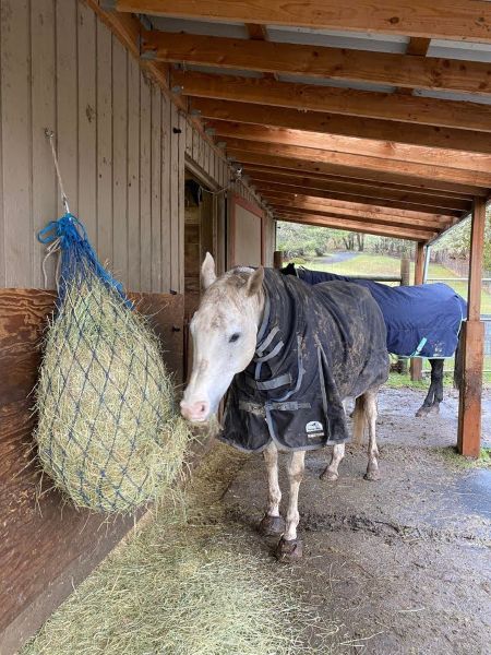 cavallo hoof boots over metal horseshoes for shod horses in muddy turnout