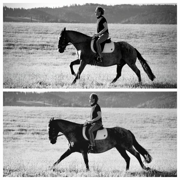 freedom with equine horse hoof boots