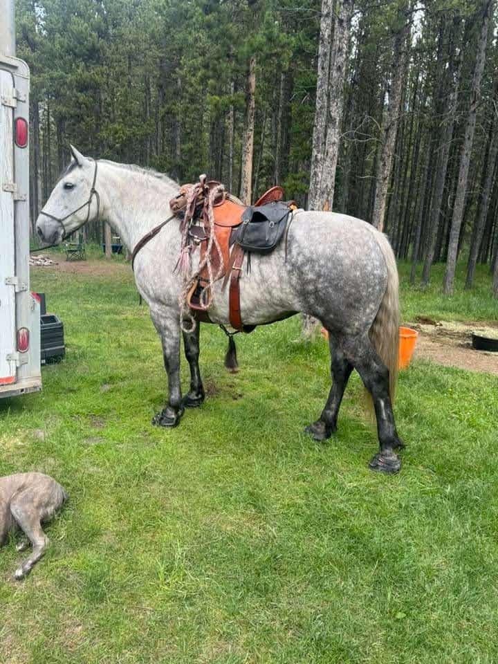 draft horse hoof boots for trails and camping