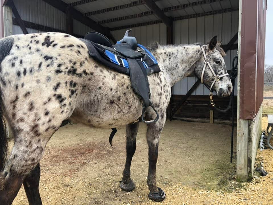 The ultimate hoof boot for comfort, protection, and shock absorption