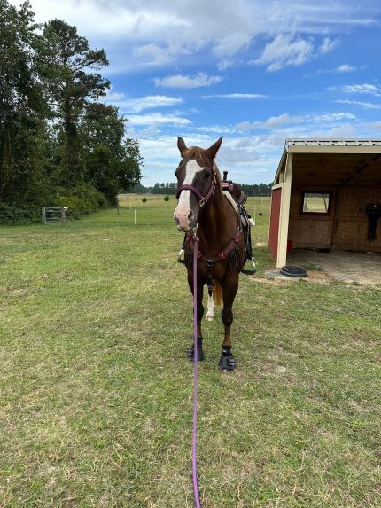 Riding with horse hoof boots