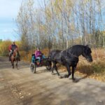 Cart driving with Cavallo horse hoof boots for extra protection and comfort