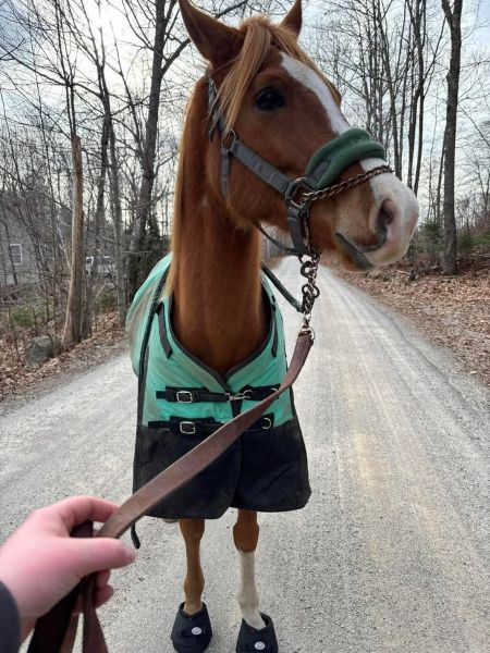 Cavallo hoof boots for Arabians